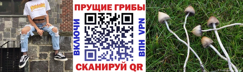 Псилоцибиновые грибы Cubensis  kraken tor  Ершов 